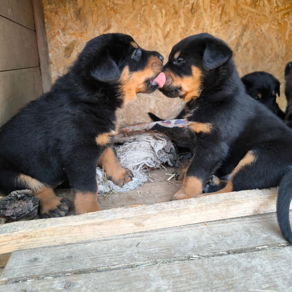 Chiot Berger de Beauce De La Grange D'Hollybug