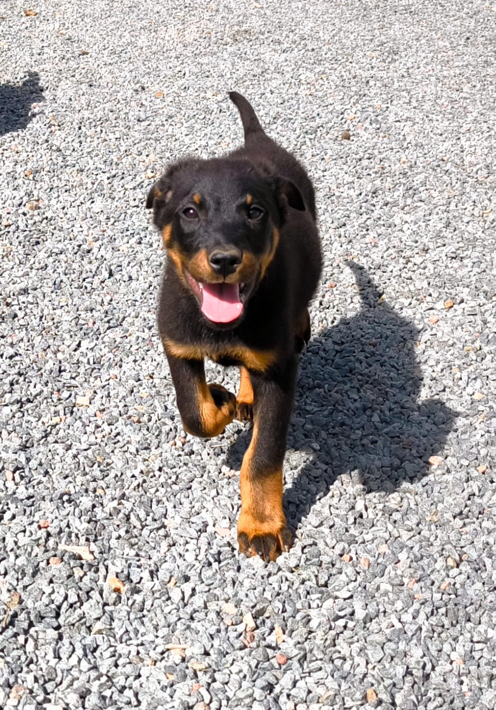 De La Grange D'Hollybug - Chiots disponibles - Berger de Beauce
