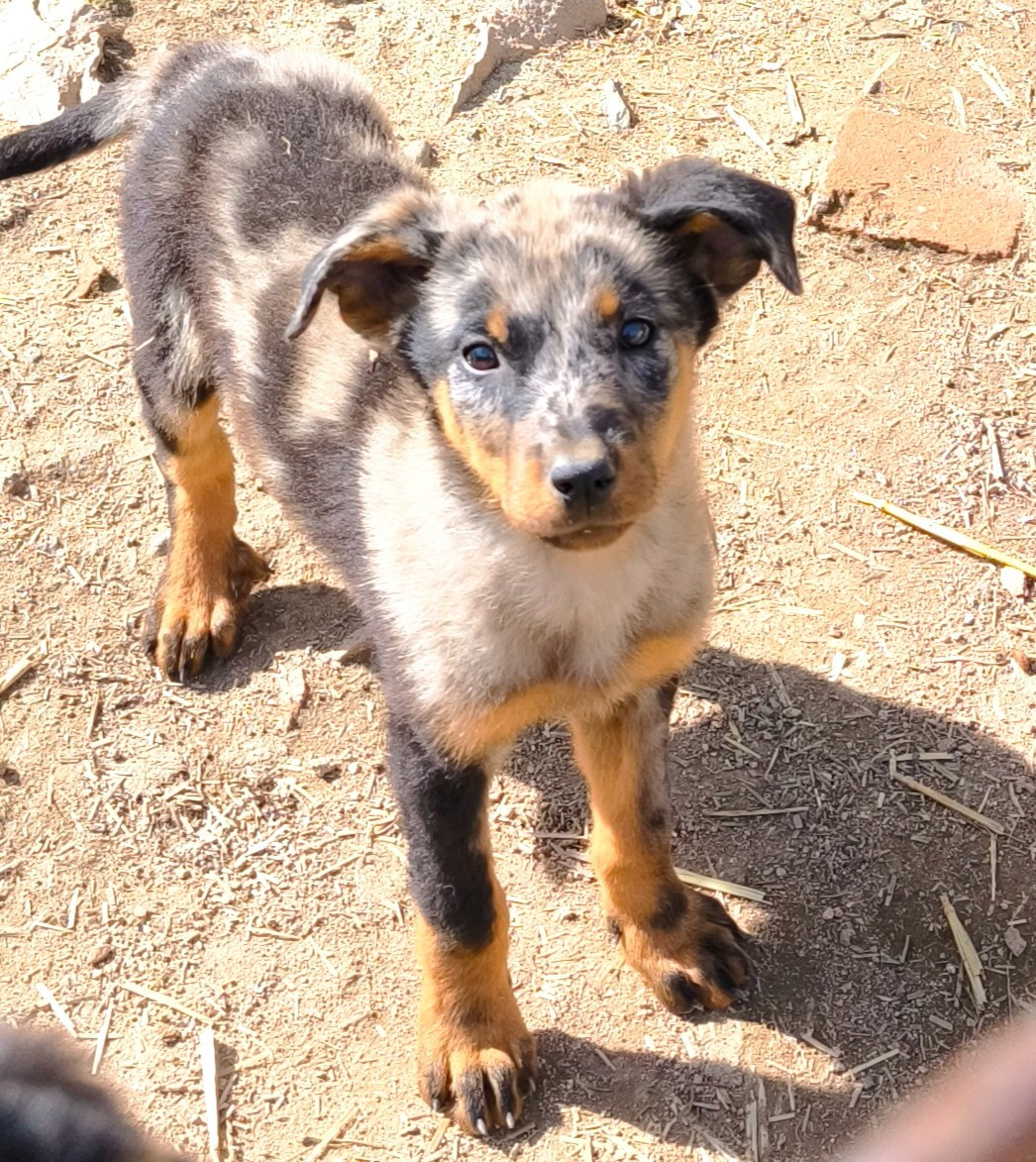 De La Grange D'Hollybug - Chiots disponibles - Berger de Beauce