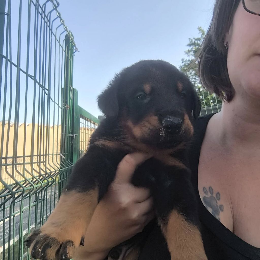 De La Grange D'Hollybug - Chiots disponibles - Berger de Beauce