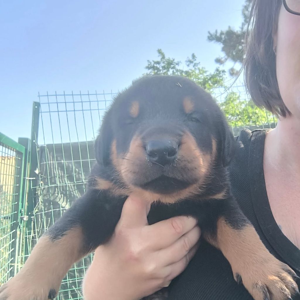 De La Grange D'Hollybug - Chiots disponibles - Berger de Beauce