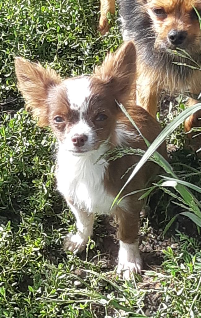 De La Grange D'Hollybug - Chihuahua - Portée née le 20/03/2019