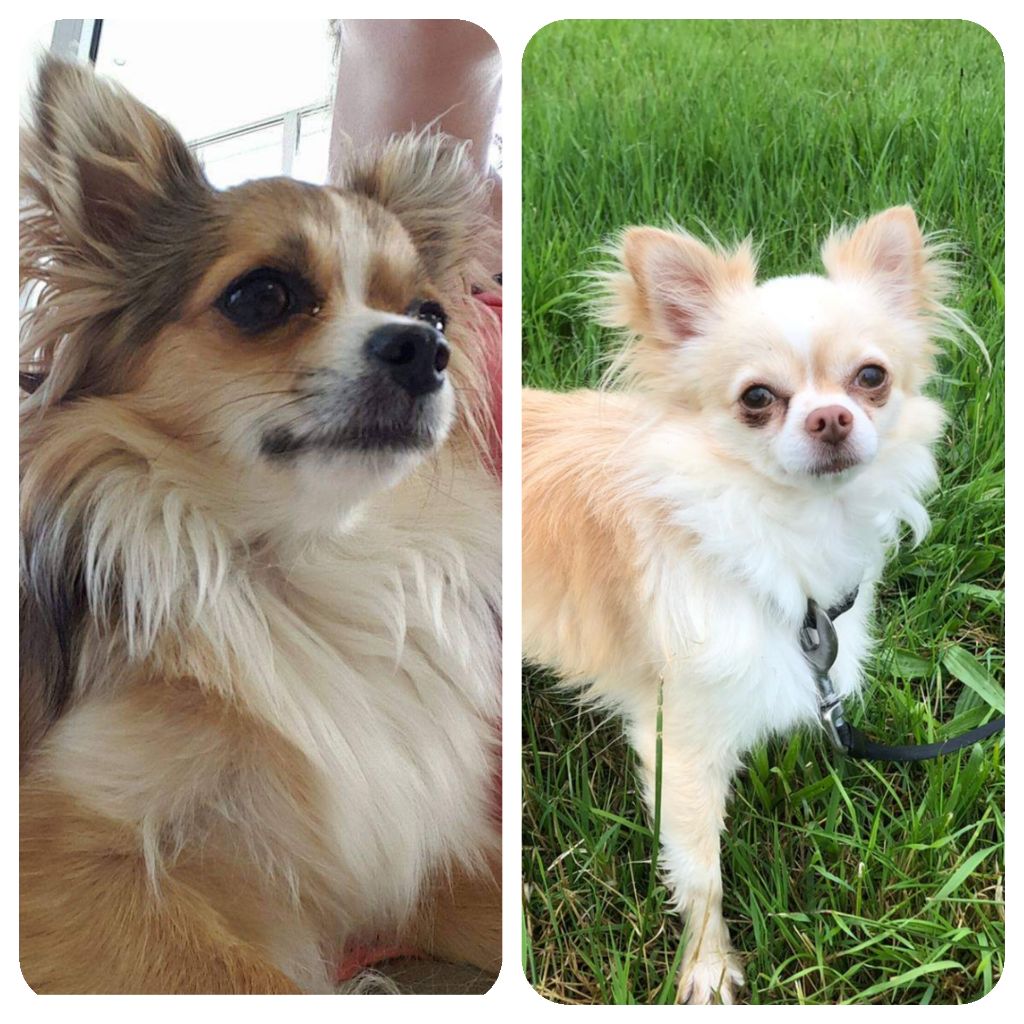 Chiot Chihuahua De La Grange D'Hollybug