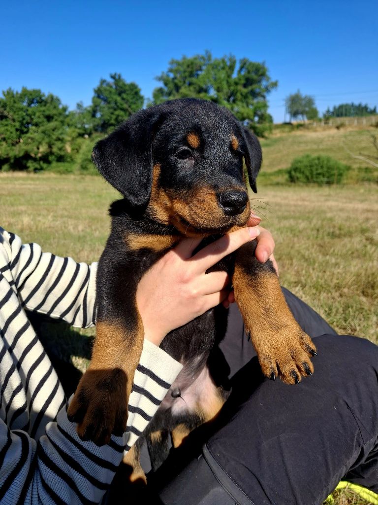De La Grange D'Hollybug - Chiots disponibles - Berger de Beauce