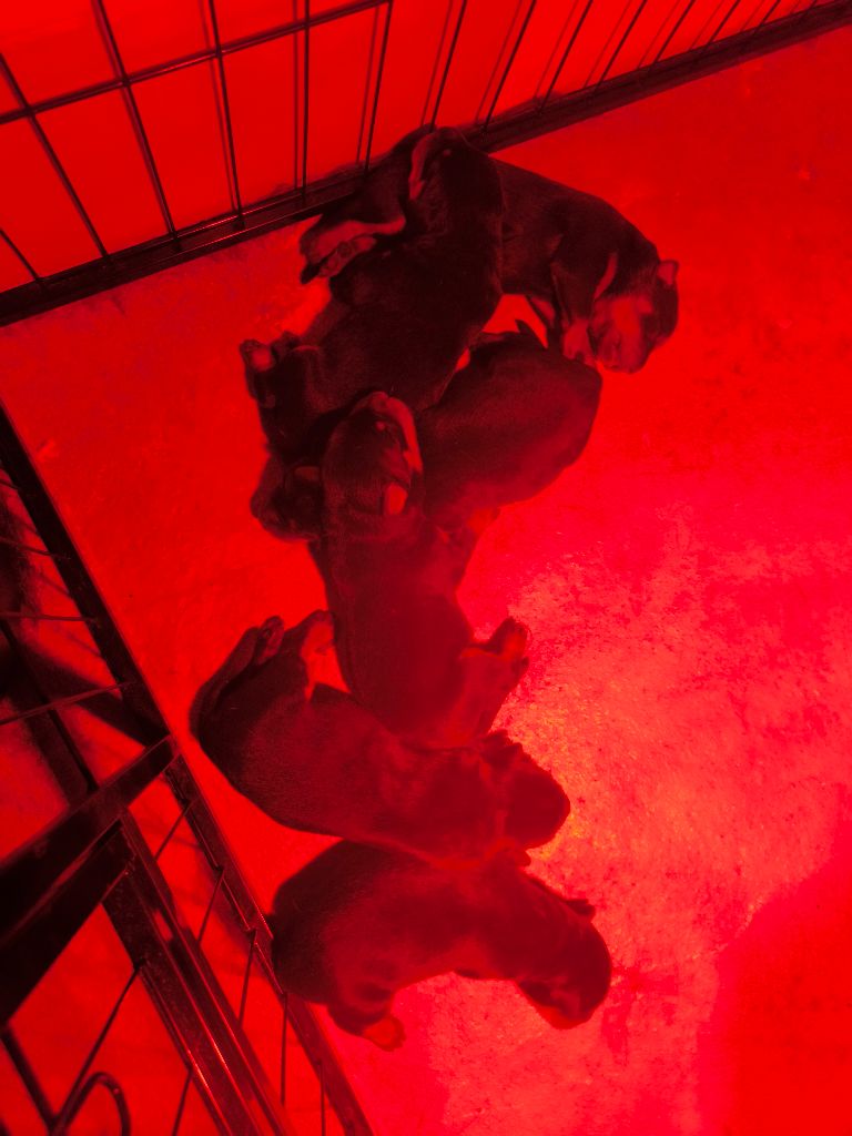 De La Grange D'Hollybug - Berger de Beauce - Portée née le 17/09/2025