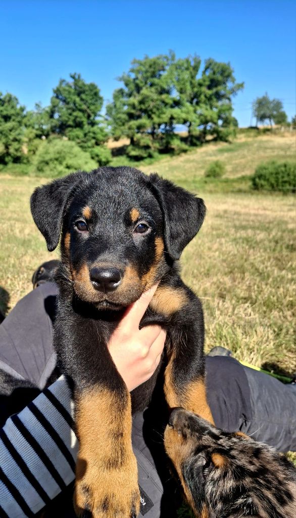 De La Grange D'Hollybug - Chiots disponibles - Berger de Beauce